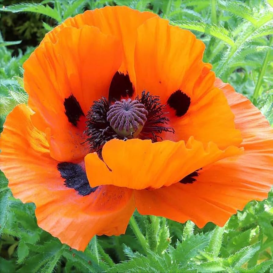 Amazon.com : 1000+ Perennial Poppy Flower Plant Seed Outdoor
